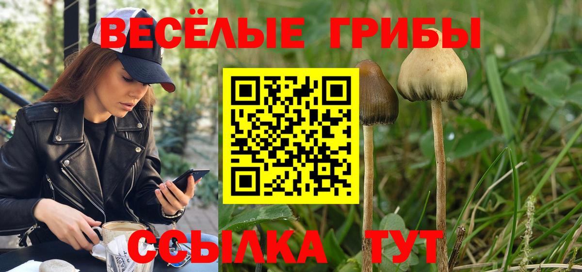 Псилоцибиновые грибы Cubensis Абакан